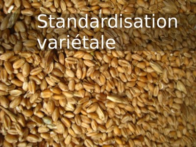 TARV3 standardisationVarietale.jpg