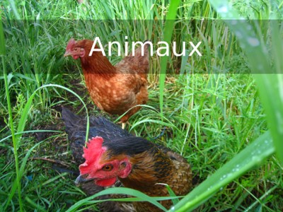 V6 animaux.jpg