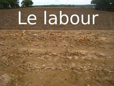 TAN1 labour.jpg