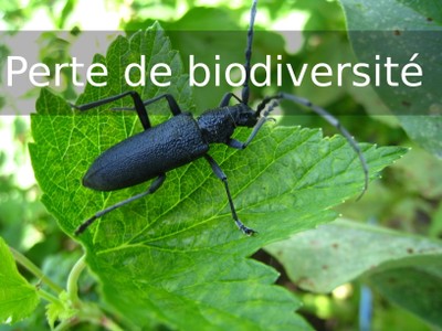 EXT4 perteBiodiversite.jpg