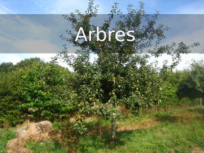 V5 arbres.jpg