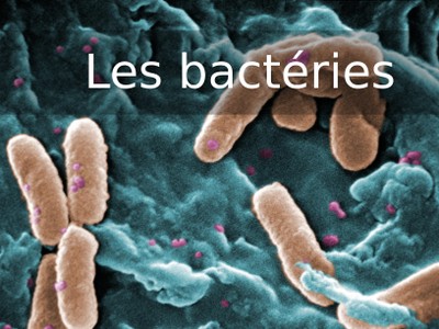 V7 bacteries.jpg