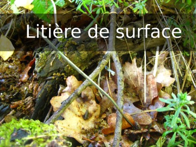 FN1 litiereSurface.jpg