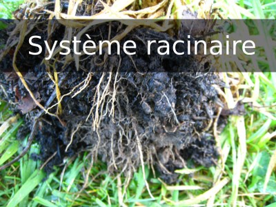 P2 systemeRacinaire.jpg