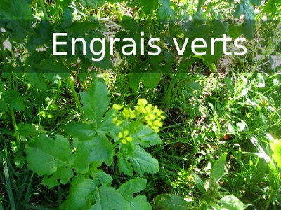 TAE4 engraisVert.jpg