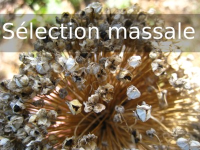 TAN4 selectionMassale.jpg