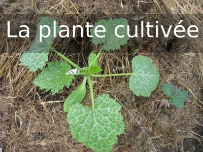 V1 plante.jpg