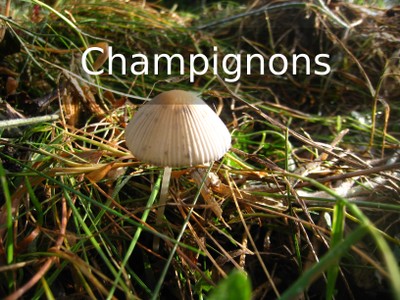 V4 champignons.jpg