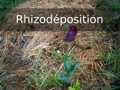 FN3 rhizodeposition.jpg