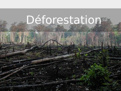 EXT6 deforestation.jpg