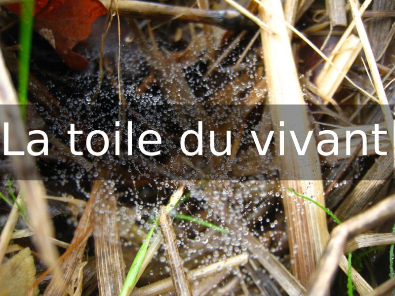 TitreToileDuVivant.jpg
